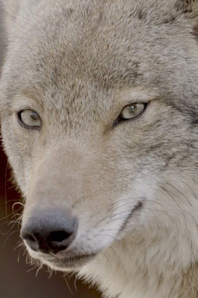 Poster do Filme Coywolf