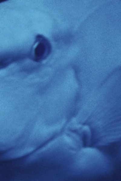 Poster do Filme Einhornfisch