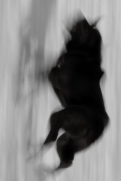 Poster do Filme Two Dogs