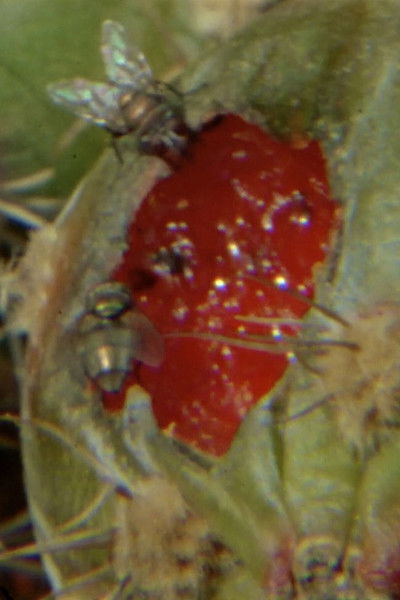 Poster do Filme The Winged Stone