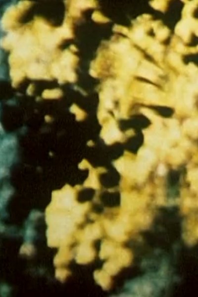 movie poster for Broken Blossoms