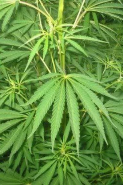 Poster do Filme Le cannabis - Une plante entre le bien et le mal