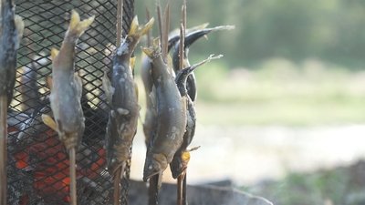 For the Love of Akigawa's Sweetfish