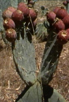 Poster do Filme Pear Shapes