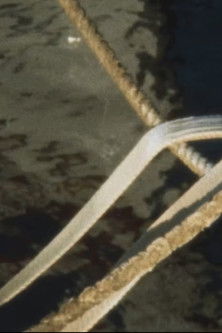 Poster do Filme Harbour Film