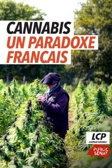 Poster do Filme Cannabis, le paradoxe français