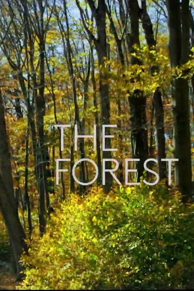 Poster do Filme The Forest
