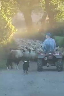 Poster do Filme Farm Film