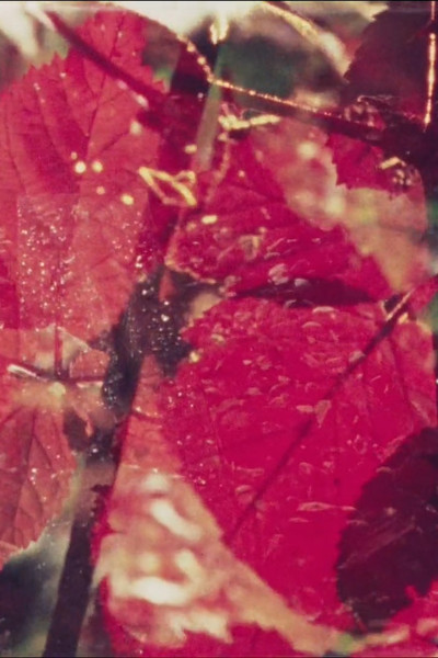 Poster do Filme Summerfall Black Berries