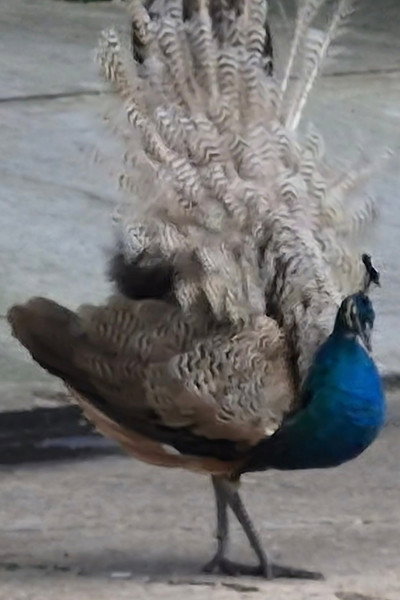 Brasileiros Texanos