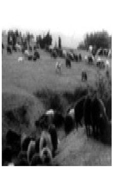 movie poster for The Last Nomads