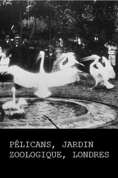 Poster do Filme Pélicans
