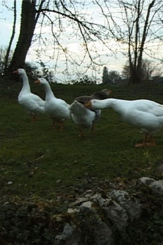 Poster do Filme Le Jeu de l'oie du Professeur Poilibus