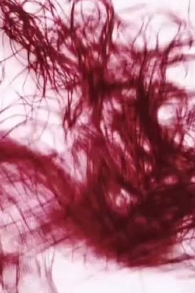 Poster do Filme Vento Ignis