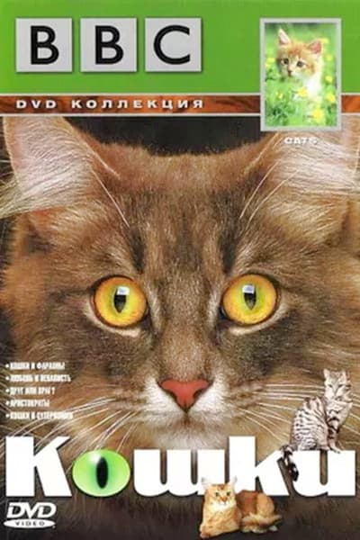 Cats TV Show Poster