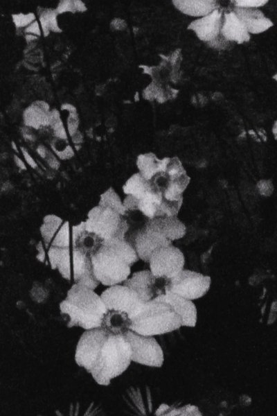 Poster do Filme Für P. (Weiße Blumen)