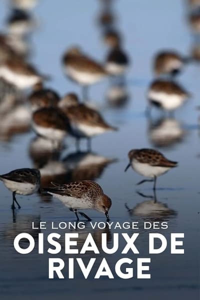 poster Le mystérieux voyage des oiseaux de rivage
