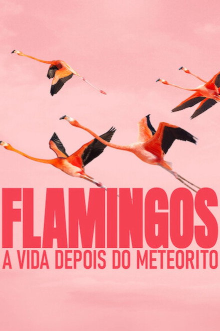 Flamingos: A Vida Depois do Meteorito