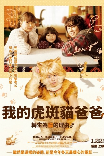 猫咪小虎