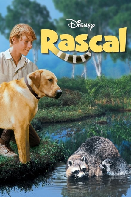 Rascal - Ein Frechdachs im Maisbeet
