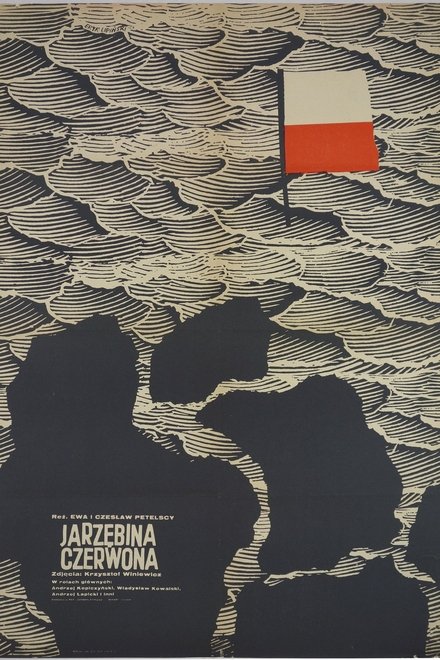 Jarzębina czerwona