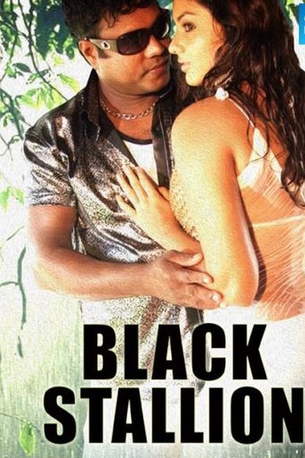 Black Stallion