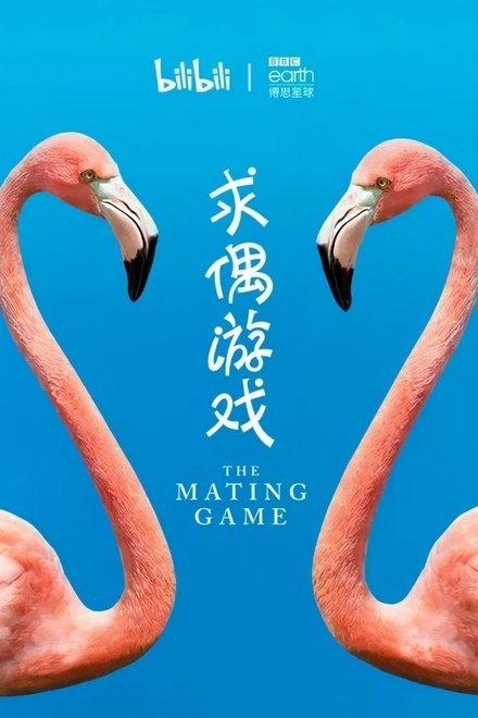 求偶游戏