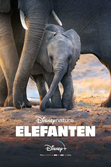 Elephant streaming