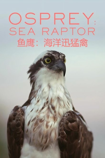 鱼鹰：海洋迅猛禽