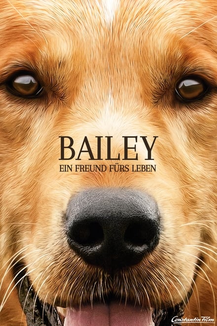 Bailey – Ein Freund fürs Leben - Abenteuer / 2017 / ab 6 Jahre