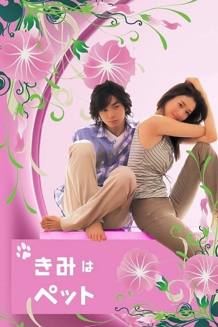 宠物情人
