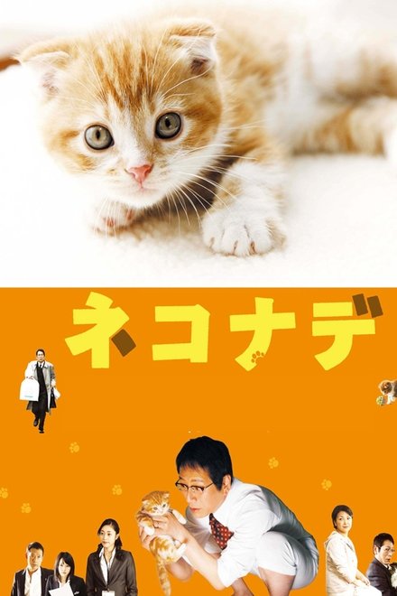 小猫奇缘