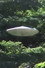 ブチョウとUFOごっこ