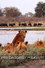 Predators of the Savuti