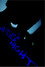 The Cat Is A Wide-Eyed Night