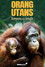 Orang-Utans - Borneos Waldmenschen