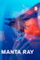 Raie Manta