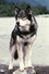 Jed the Wolfdog