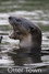 Otter Town