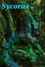 Sycorax