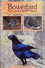 Bowerbird: Playboy of the Australian Rainforest