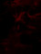 Hellspawn