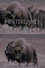 Hinterland Who's Who: The Musk Ox