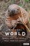 Pangolins: The World's Most Wanted Animal