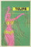Tulipa