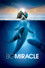 Big Miracle