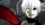 Tokyo Ghoul 1. Sezon 12. Bölüm (Anime) izle