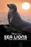 Sea Lions of the Galapagos