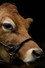 A Feeling of Home: The Making of First Cow