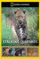 Stalking Leopards